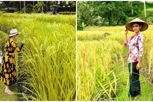 Beda gaya 10 seleb cantik pemotretan di sawah, Wulan Guritno memesona