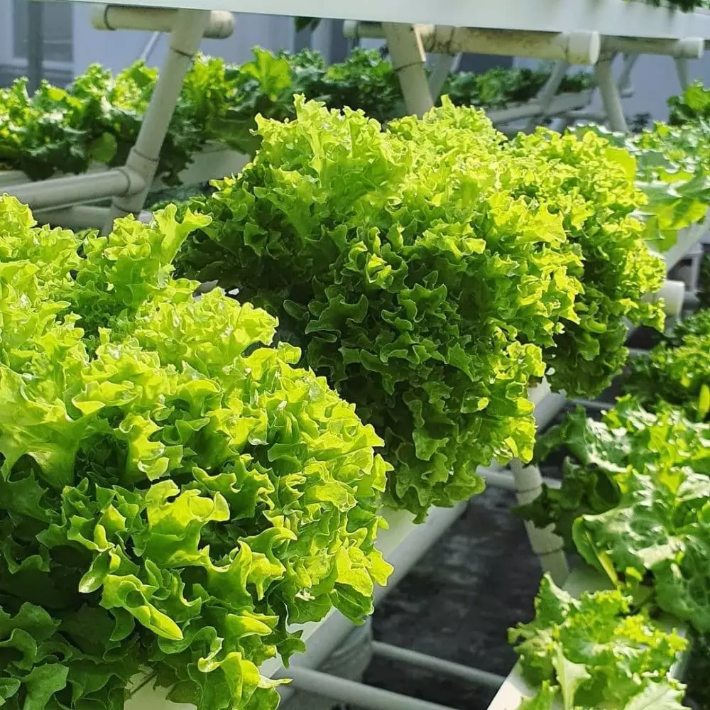 Kelebihan dan kekurangan sistem hidroponik berbagai sumber © 2021 brilio.net