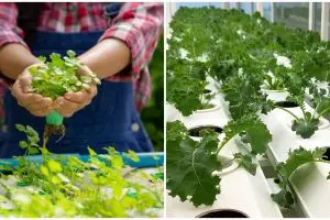 Kelebihan dan kekurangan sistem hidroponik Nutrient Film Technique