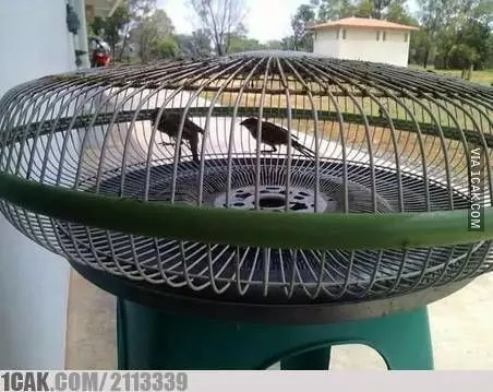 potret kandang low budget © Berbagai Sumber potret kandang low budget © Berbagai Sumber