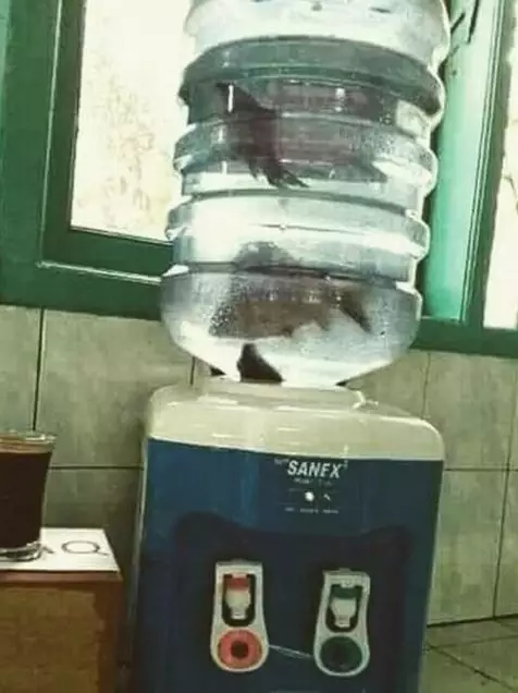 potret kandang low budget © Berbagai Sumber potret kandang low budget © Berbagai Sumber