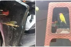 10 Potret kandang low budget desainnya unik, ada dari kipas angin