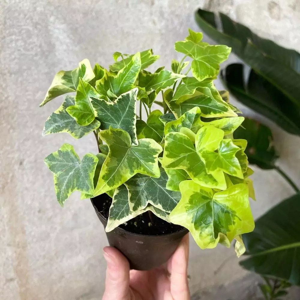 Jenis tanaman hias gantung variegata Instagram © 2021 brilio.net