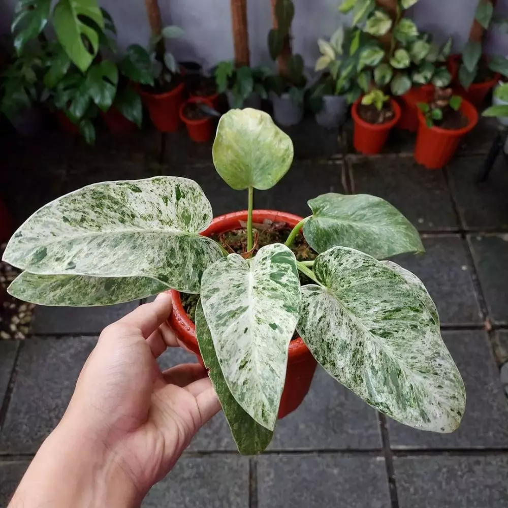 Jenis tanaman hias gantung variegata Instagram © 2021 brilio.net