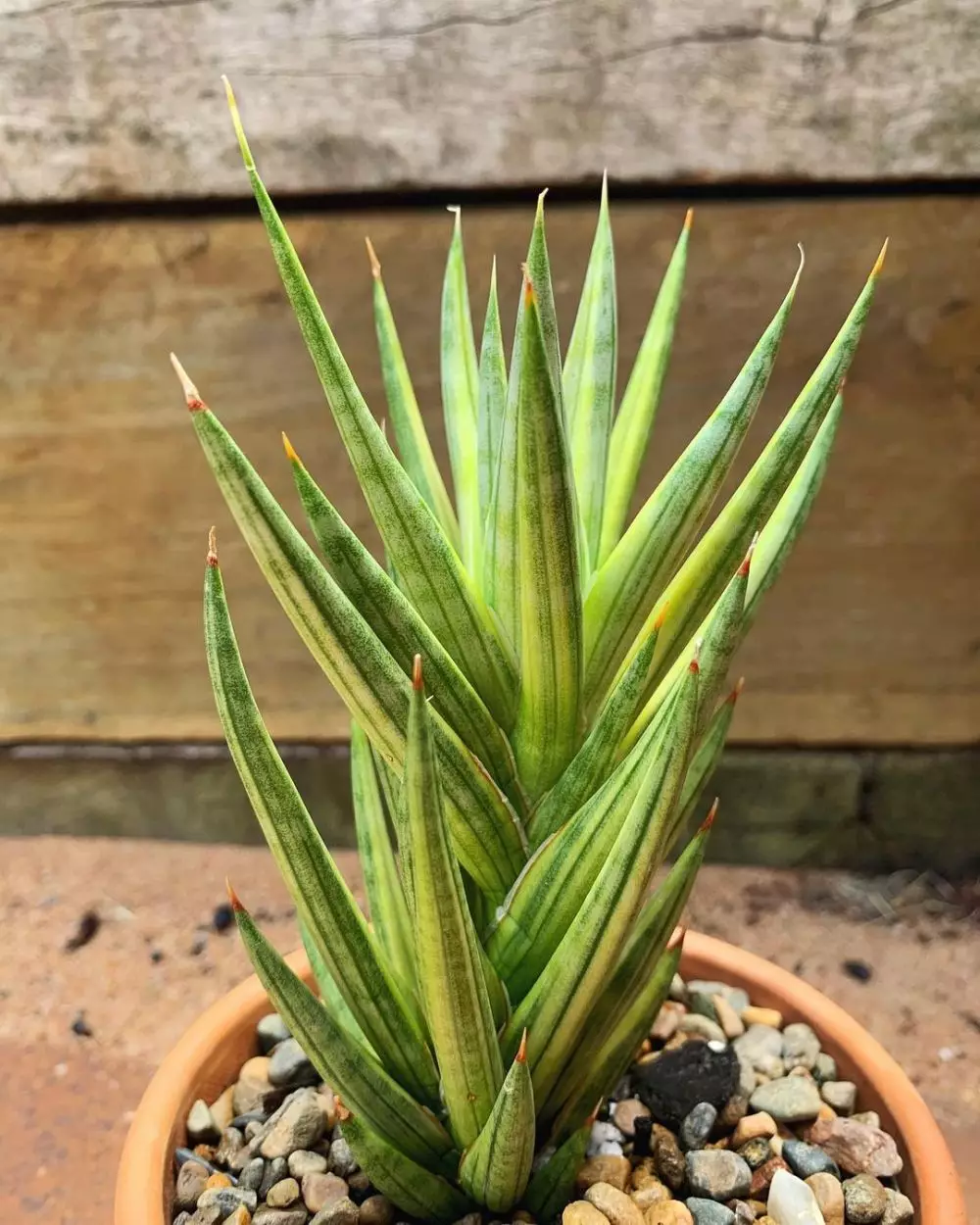 Jenis tanaman hias gantung variegata Instagram © 2021 brilio.net