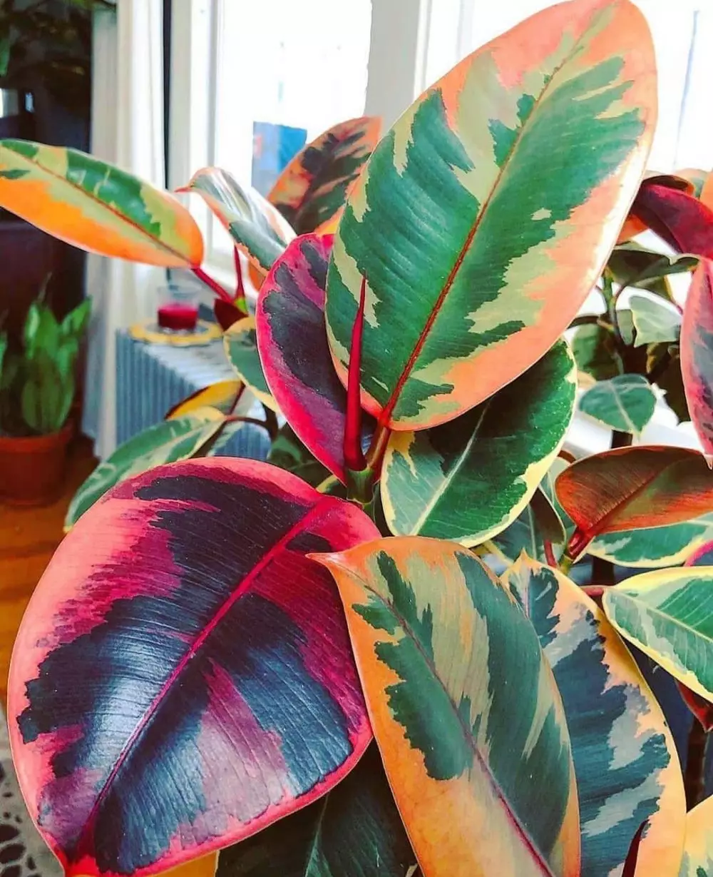 Jenis tanaman hias gantung variegata Instagram © 2021 brilio.net