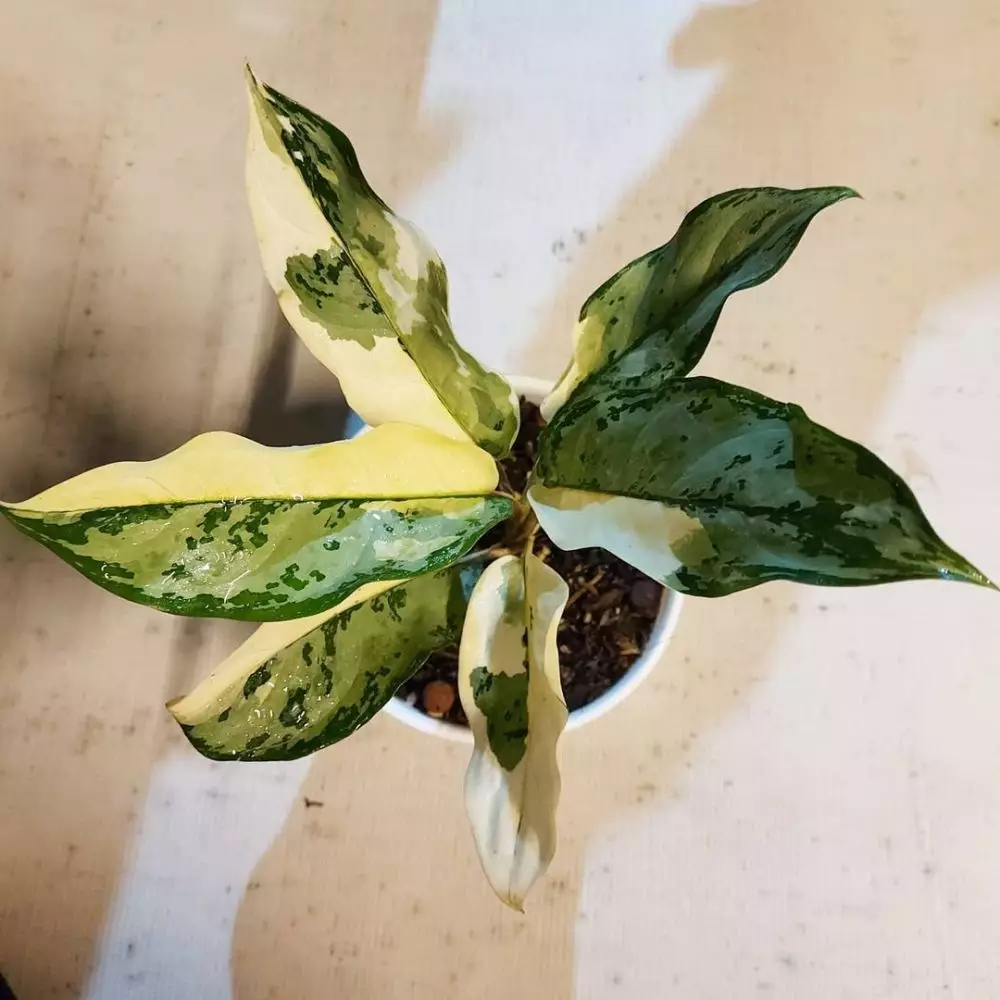 Jenis tanaman hias gantung variegata Instagram © 2021 brilio.net