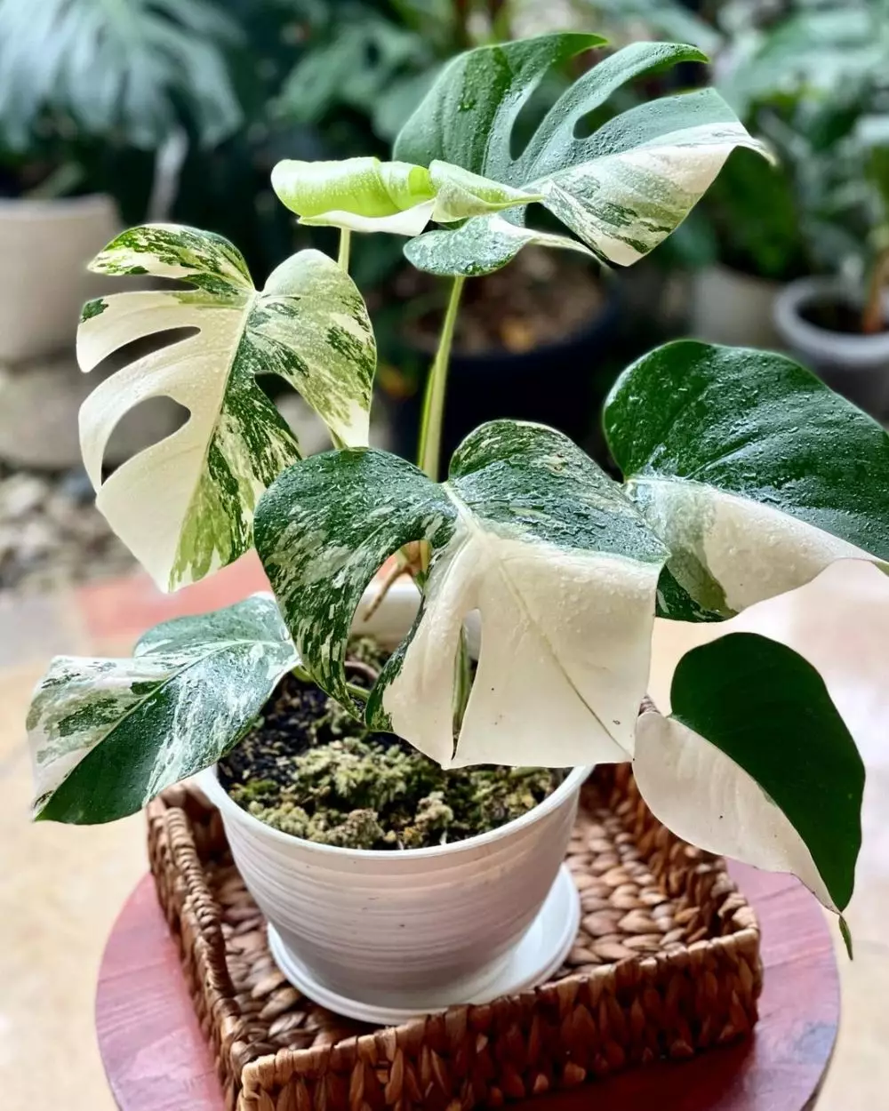 Jenis tanaman hias gantung variegata Instagram © 2021 brilio.net