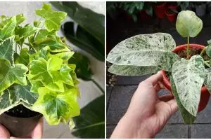 7 Jenis tanaman hias gantung variegata, cantik dan unik