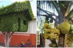 10 Potret pohon nggak biasa, bentuk absurdnya bikin cekikikan