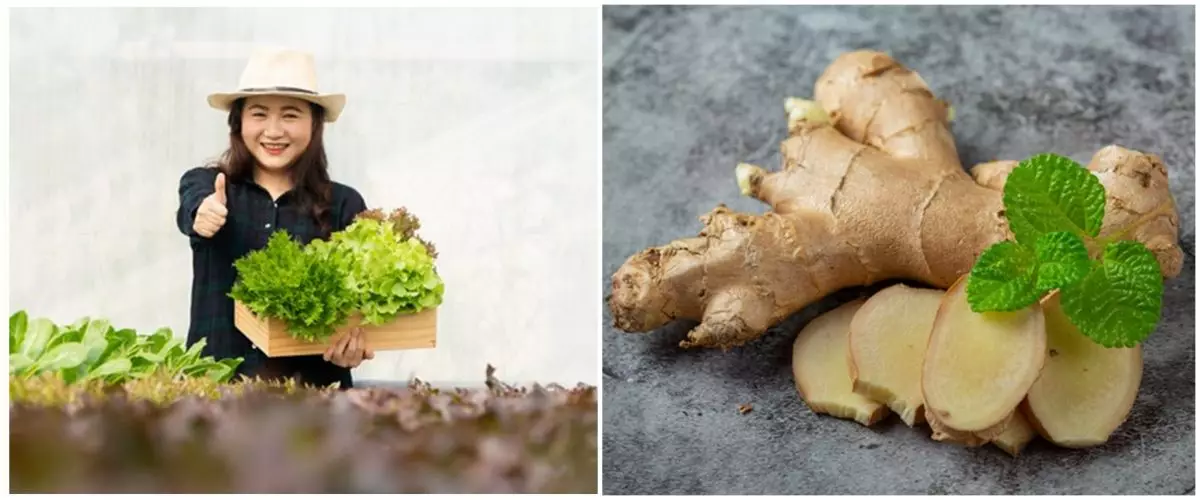 6 Tanaman rempah cocok ditanam hidroponik, cepat tumbuh subur