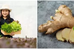 6 Tanaman rempah cocok ditanam hidroponik, cepat tumbuh subur