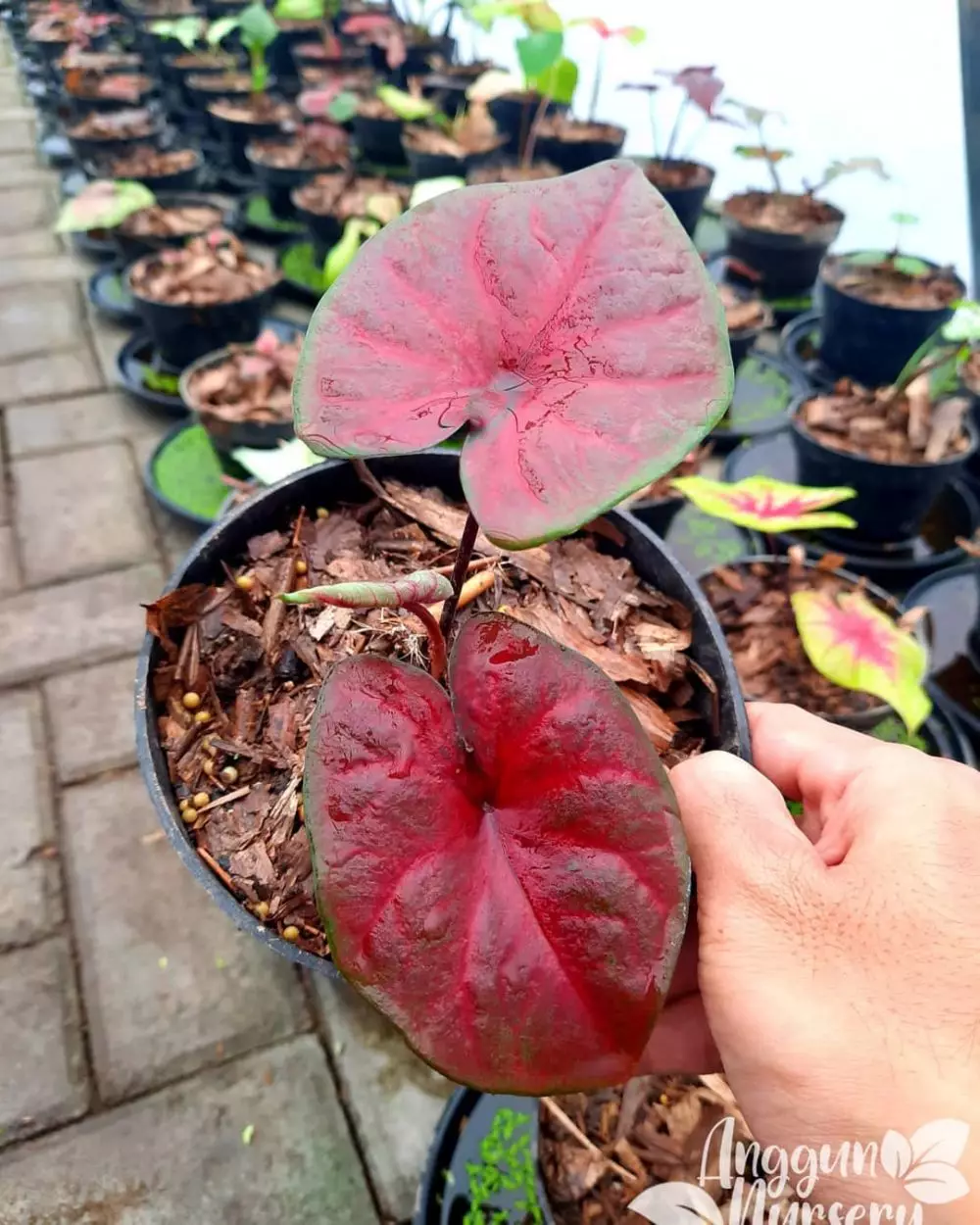 Ciri-ciri tanaman hias keladi merah Instagram