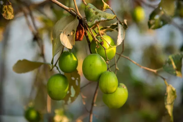 Cara membuat teh bidara Instagram/ Freepik © 2021 brilio.net