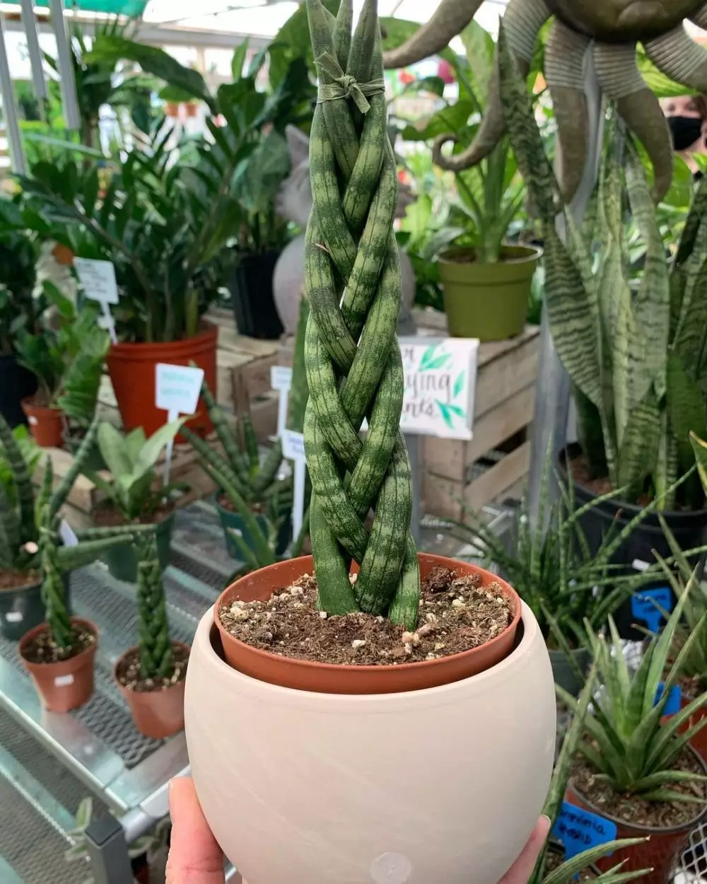 Cara merawat lidah mertua cylindrical © Instagram