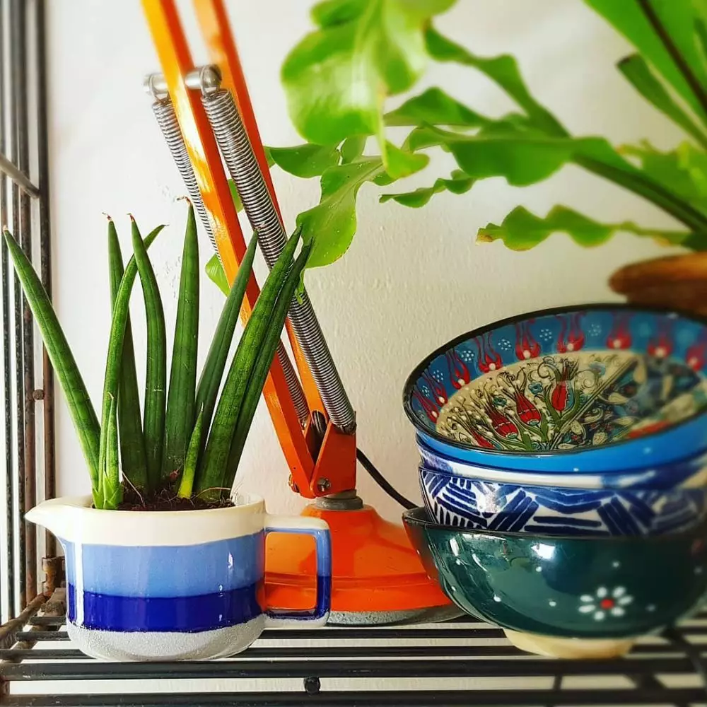 Cara merawat lidah mertua cylindrical © Instagram