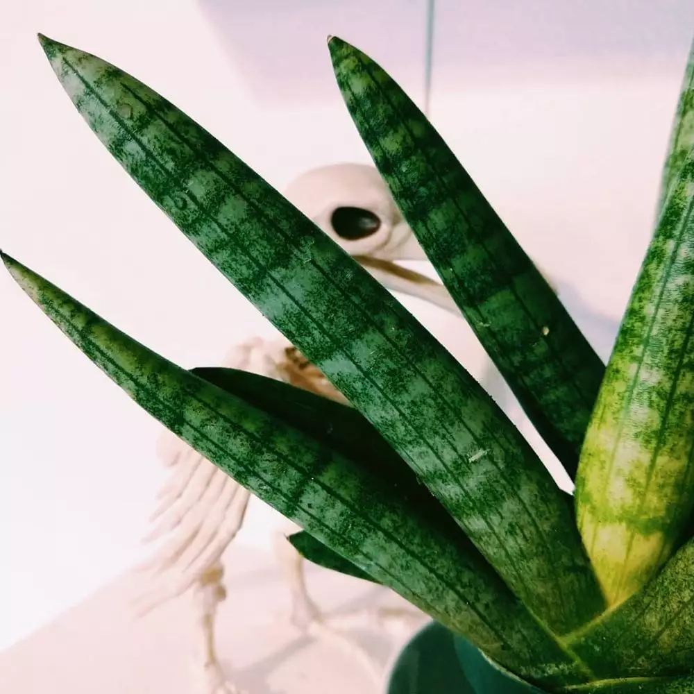 Cara merawat lidah mertua cylindrical © Instagram