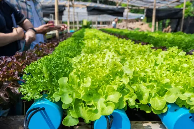 hidroponik tidak berkembang ©freepik.com hidroponik tidak berkembang ©freepik.com