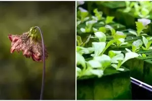 7 Kesalahan ini membuat tanaman hidroponik tidak berkembang