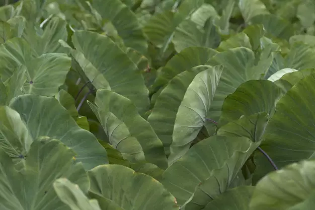 tanaman obat luka luar ©freepik.com tanaman obat luka luar ©freepik.com