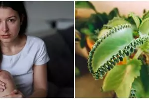 7 Tanaman obat ampuh sembuhkan luka luar, mudah ditemukan