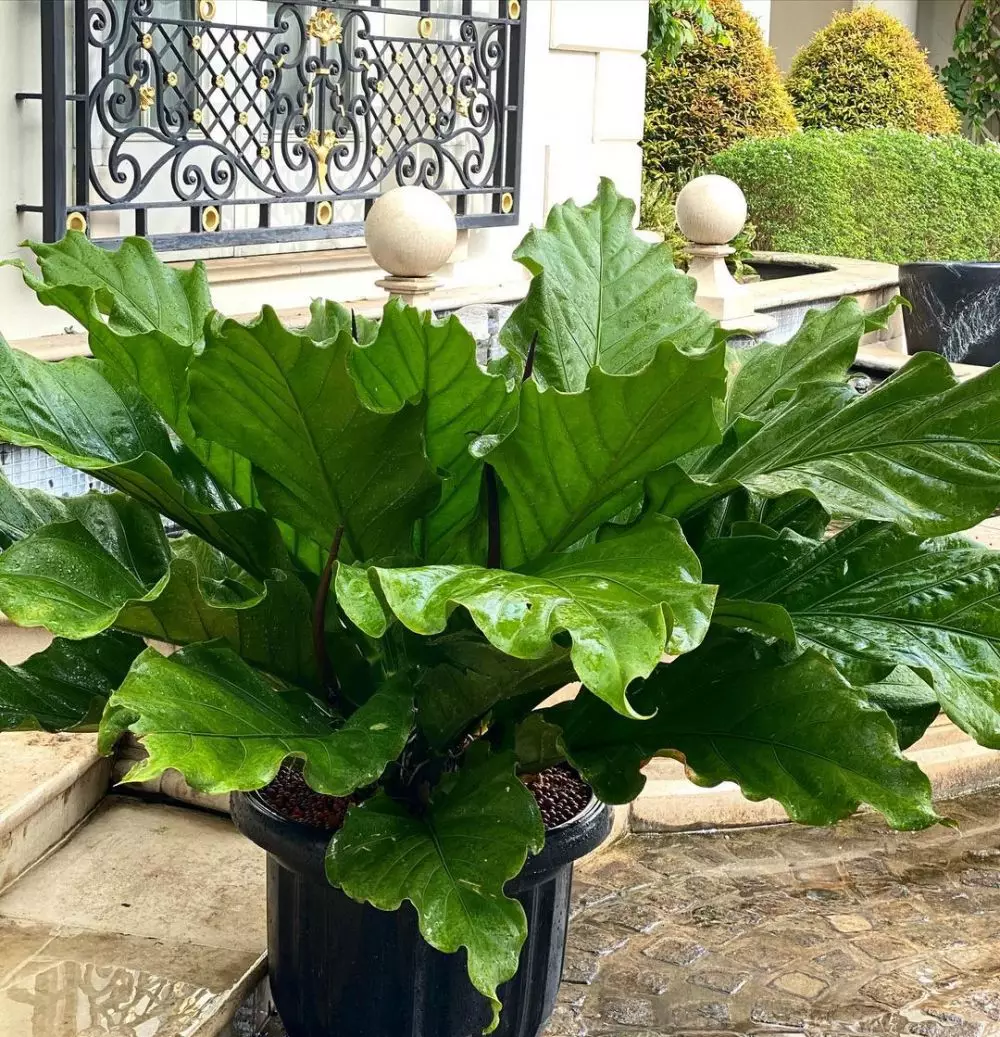 Cara merawat tanaman hias daun gelombang cinta Instagram ; freepik © 2021 brilio.net