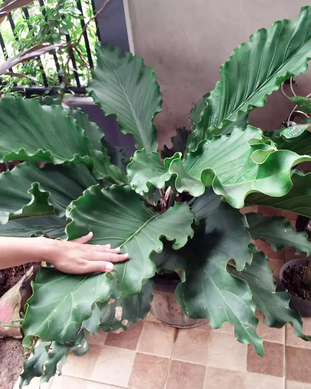 Cara merawat tanaman hias daun gelombang cinta Instagram ; freepik © 2021 brilio.net