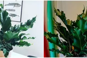 Cara merawat tanaman hias daun gelombang cinta agar subur dan cantik