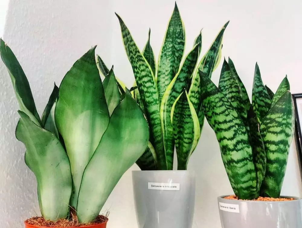 Macam-macam lidah mertua berdasarkan bentuk © Instagram