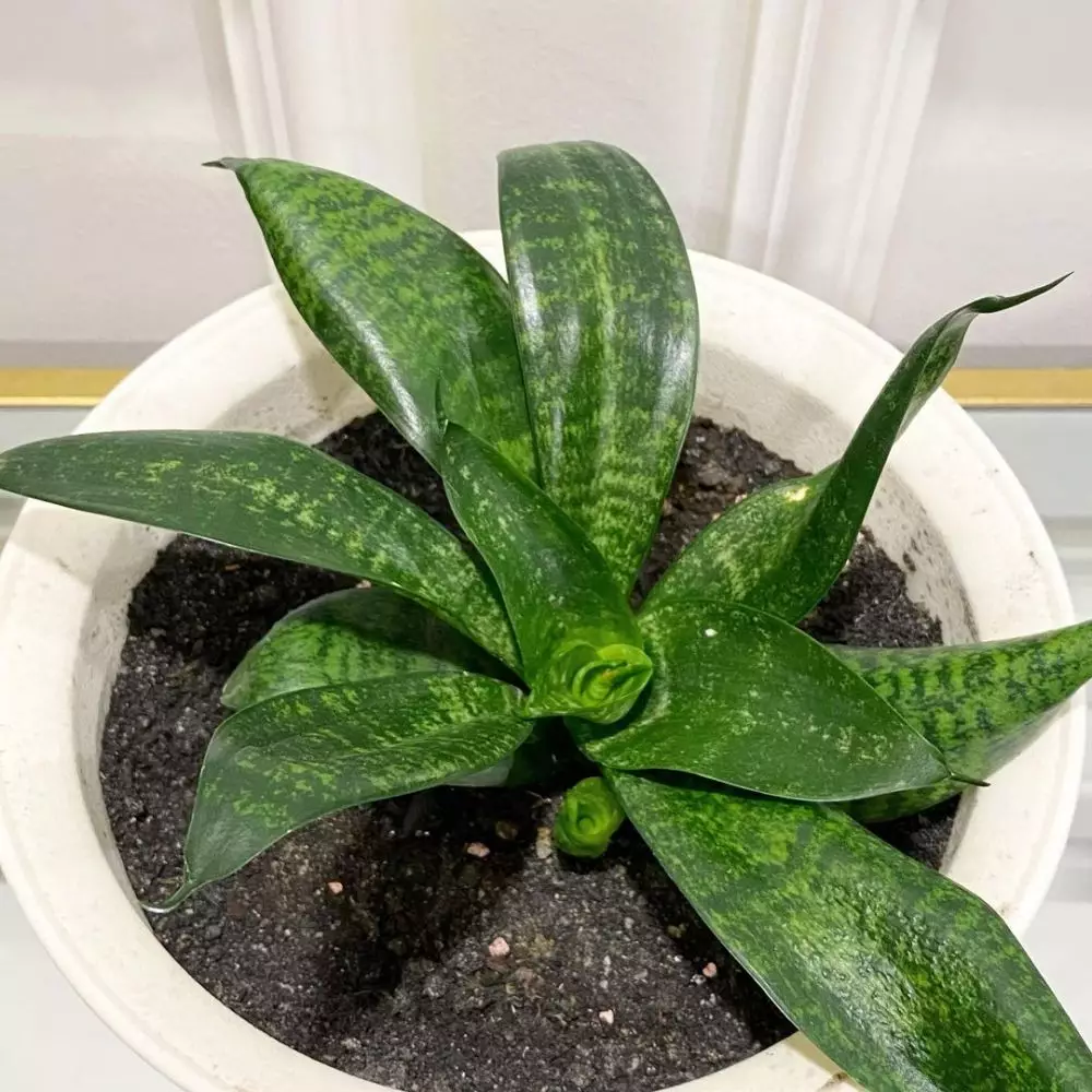 Macam-macam lidah mertua berdasarkan bentuk © Instagram