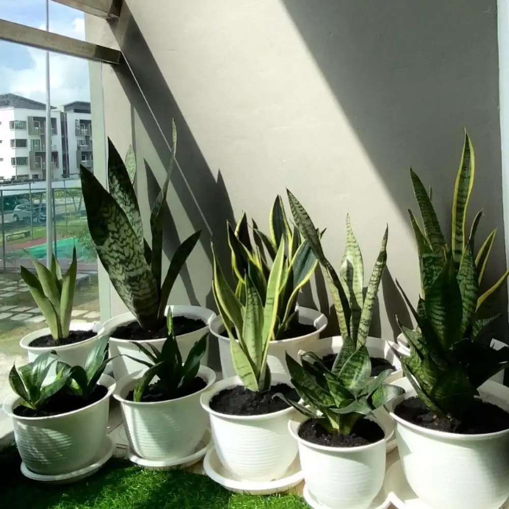 Macam-macam lidah mertua berdasarkan bentuk © Instagram