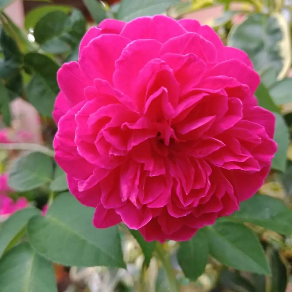 tanaman hidroponik dataran rendah © freepik.com