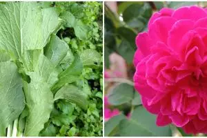 7 Tanaman hidroponik yang cocok di dataran rendah, mudah dirawat