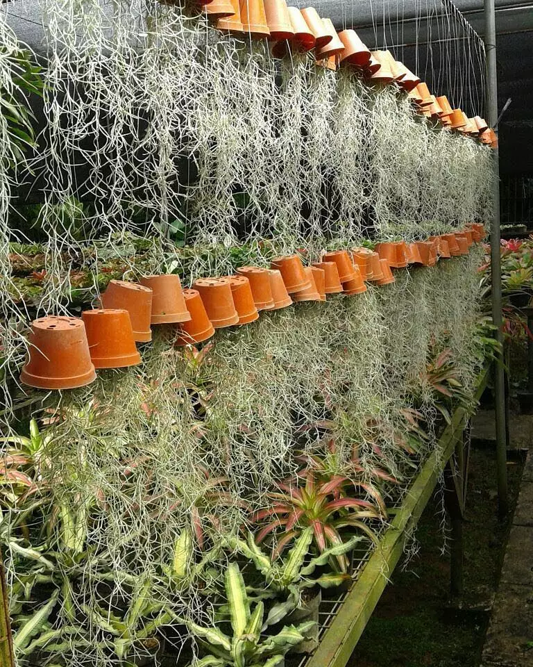 Cara merawat tanaman hias gantung jenggot musa Instagram ; freepik © 2021 brilio.net Cara merawat tanaman hias gantung jenggot musa Instagram ; freepik © 2021 brilio.net