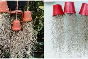 Cara merawat tanaman hias gantung jenggot musa, unik dan mudah