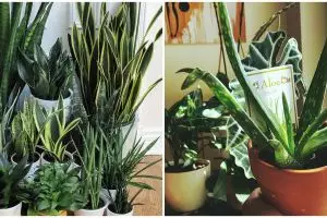 Perbedaan lidah mertua dan lidah buaya, menyimpan manfaat menarik