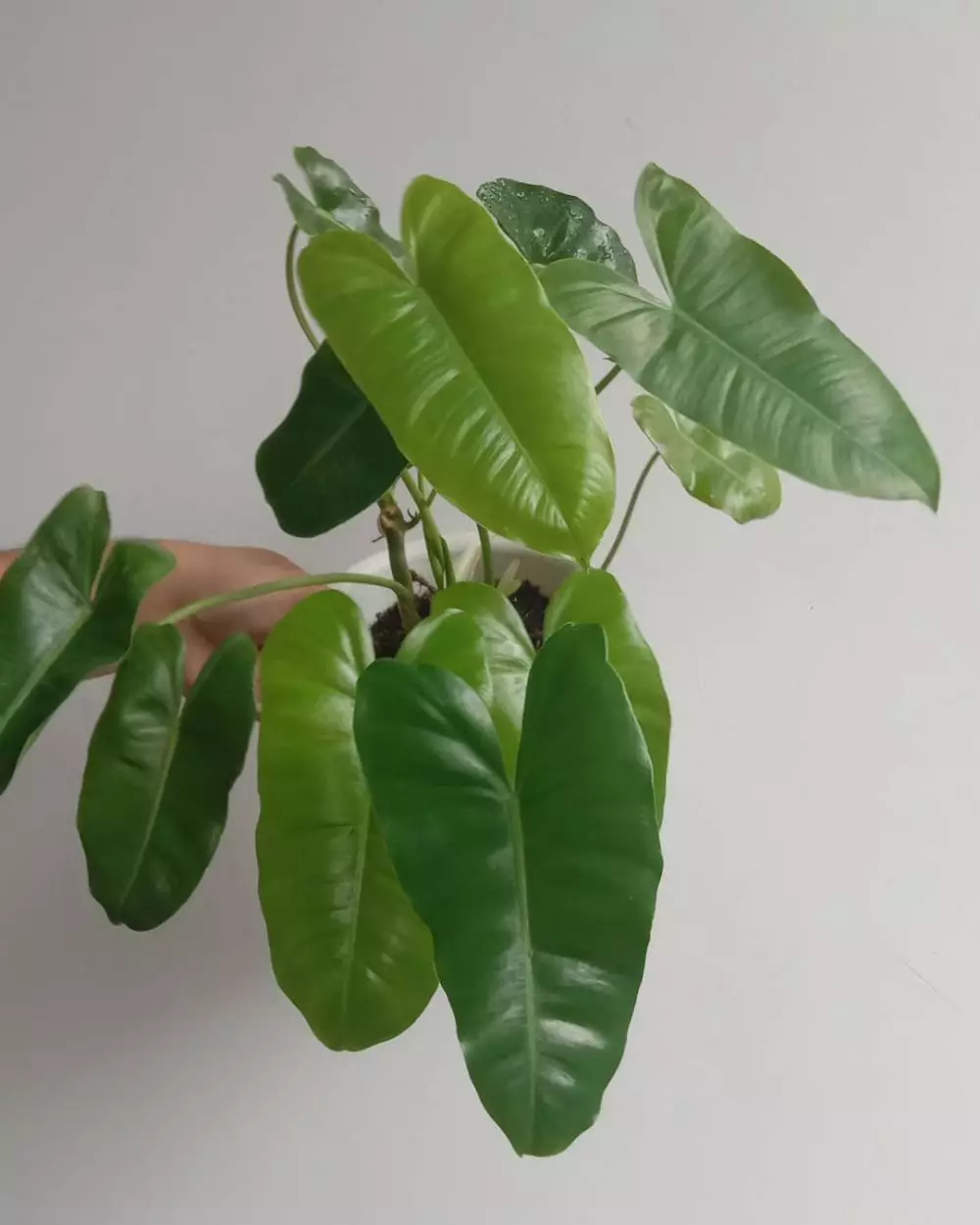 Tanaman hias gantung media air Instagram © 2021 brilio.net