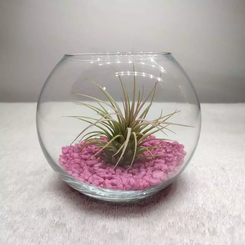 Tanaman hias gantung media air Instagram © 2021 brilio.net