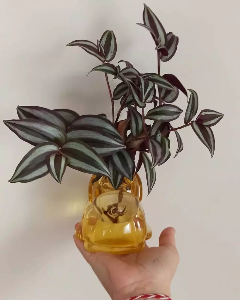 Tanaman hias gantung media air Instagram © 2021 brilio.net