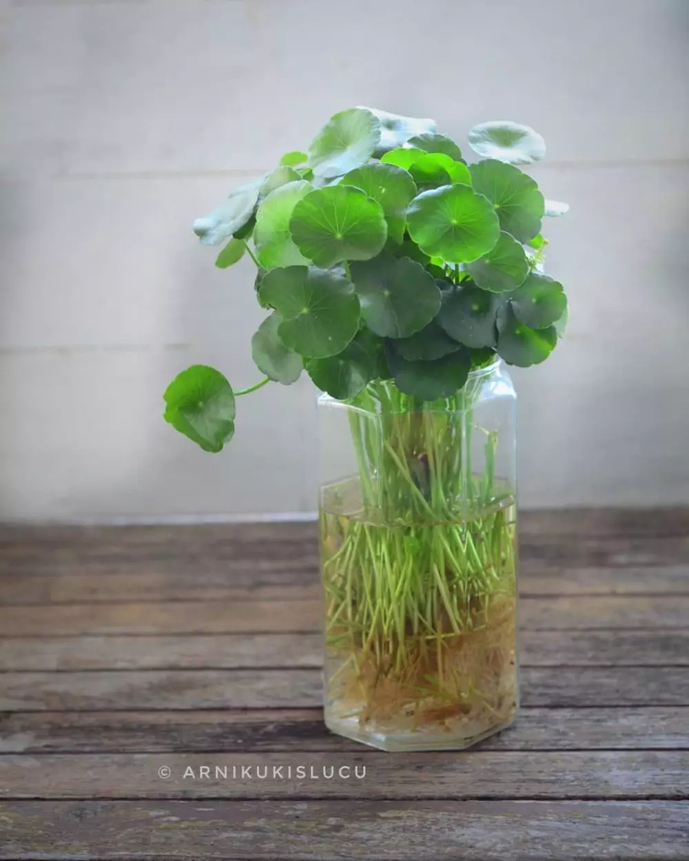 Tanaman hias gantung media air Instagram © 2021 brilio.net