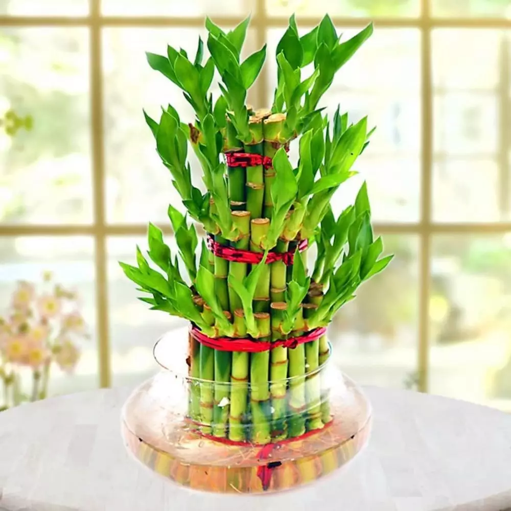 Tanaman hias gantung media air Instagram © 2021 brilio.net