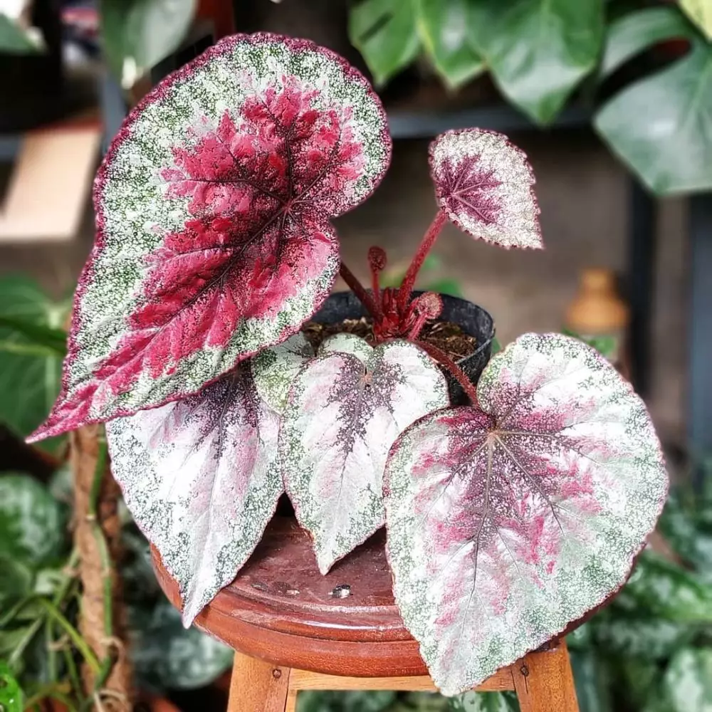 Tanaman hias gantung media air Instagram © 2021 brilio.net