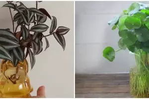 8 Tanaman hias gantung media air, awet dan cantik