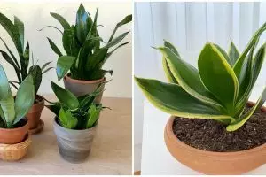 Cara menanam lidah mertua untuk pemula, mudah dilakukan