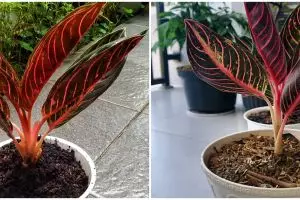 Mengenal keistimewaan bunga aglonema red Sumatra dan harganya