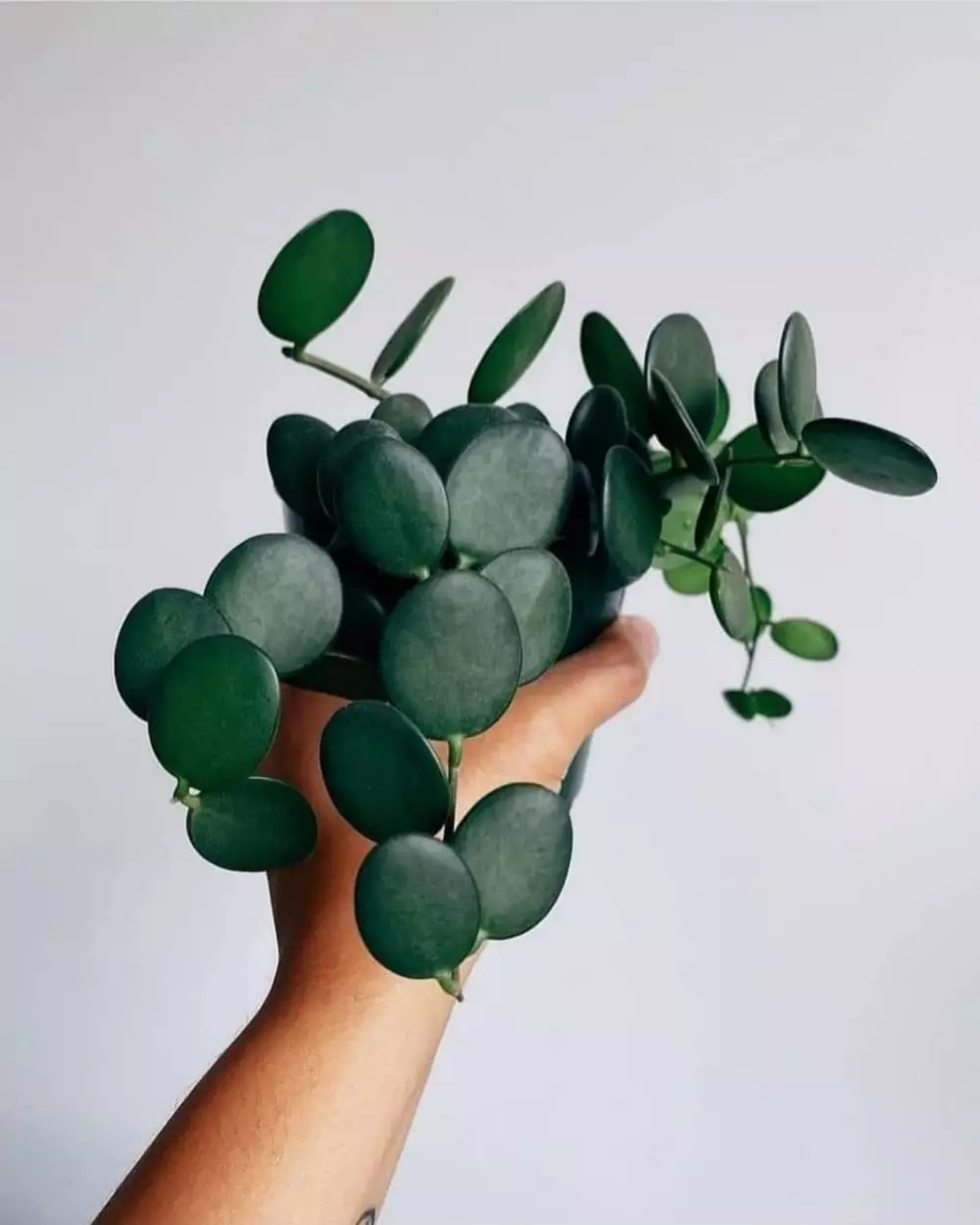 Tanaman peningkat kadar oksigen © Istimewa