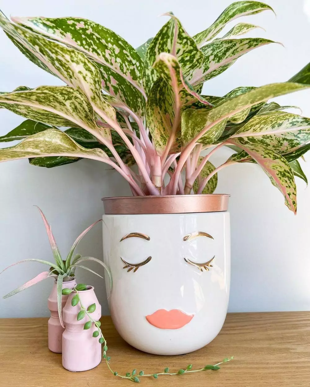 Tanaman peningkat kadar oksigen © Istimewa