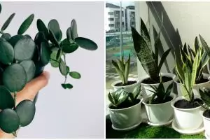 Lidah mertua dan 4 tanaman hias ini bisa meningkatkan oksigen di rumah