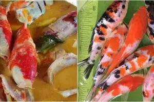 Aksi nyeleneh wanita masak ikan koi jadi gulai, bikin meringis