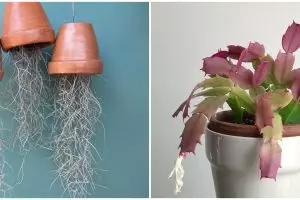 8 Tanaman hias gantung unik dan mudah dirawat, bikin rumah estetik